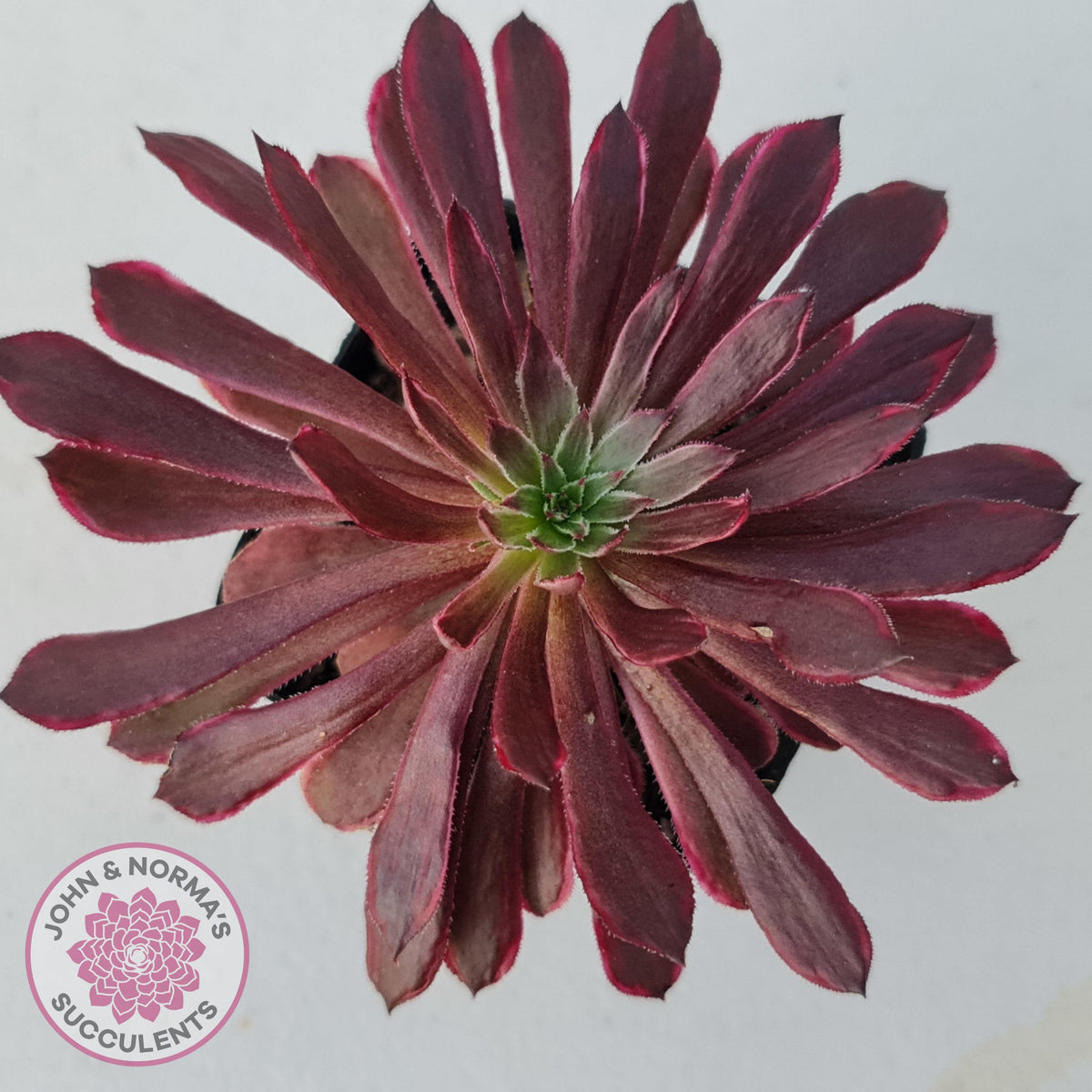 Aeonium Inferno