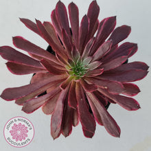 Load image into Gallery viewer, Aeonium Inferno - John &amp; Norma&#39;s Succulents
