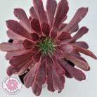 Aeonium Inferno