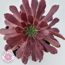 Load image into Gallery viewer, Aeonium Inferno - John &amp; Norma&#39;s Succulents
