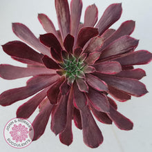 Load image into Gallery viewer, Aeonium Inferno - John &amp; Norma&#39;s Succulents
