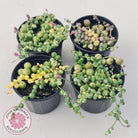 Variegated String of Pearls - Senecio rowleyanus variegata
