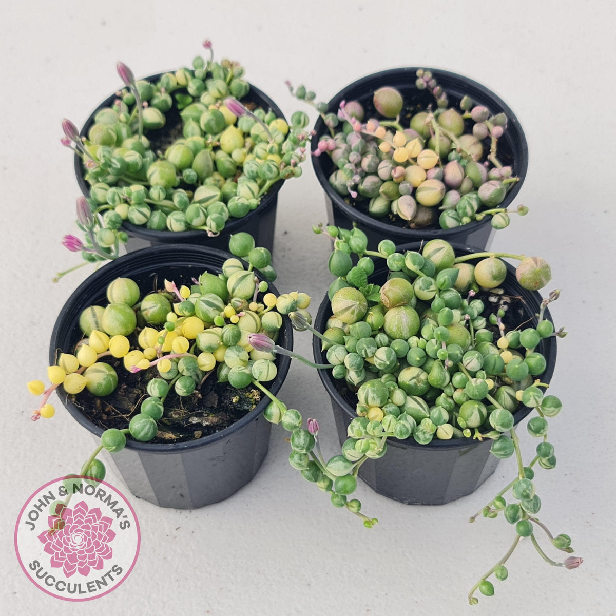 Variegated String of Pearls - Senecio rowleyanus variegata