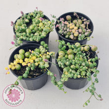 Load image into Gallery viewer, Variegated String of Pearls - Senecio rowleyanus variegata - John &amp; Norma&#39;s Succulents
