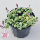 Variegated String of Pearls - Senecio rowleyanus variegata