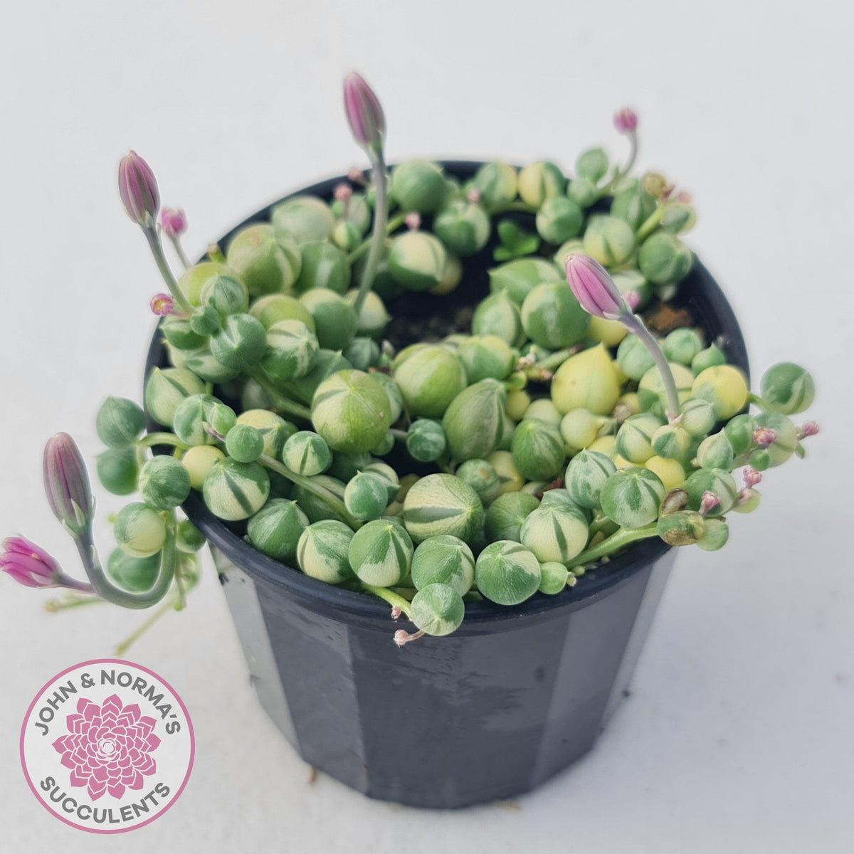 Variegated String of Pearls - Senecio rowleyanus variegata