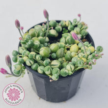 Load image into Gallery viewer, Variegated String of Pearls - Senecio rowleyanus variegata - John &amp; Norma&#39;s Succulents
