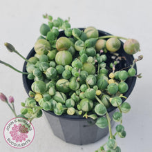 Load image into Gallery viewer, Variegated String of Pearls - Senecio rowleyanus variegata - John &amp; Norma&#39;s Succulents
