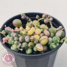 Variegated String of Pearls - Senecio rowleyanus variegata
