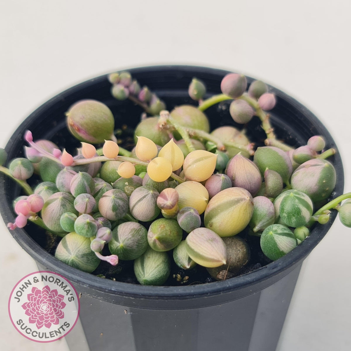 Variegated String of Pearls - Senecio rowleyanus variegata