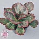 Echeveria Marijah Red & White Variegata