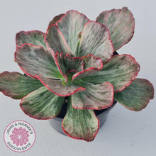 Load image into Gallery viewer, Echeveria Marijah Red &amp; White Variegata - John &amp; Norma&#39;s Succulents
