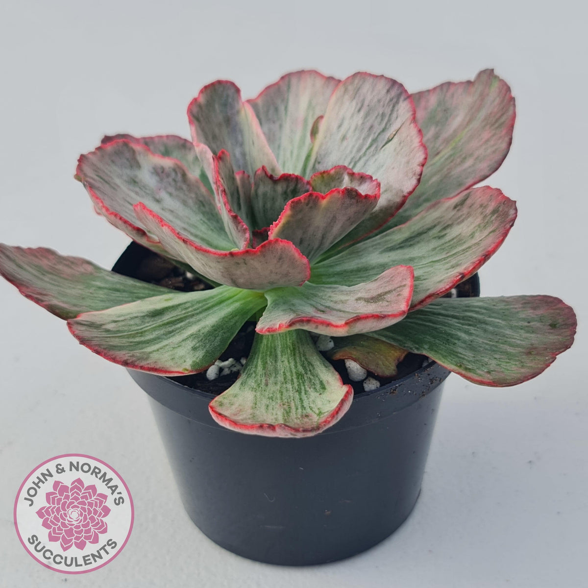 Echeveria Marijah Red & White Variegata