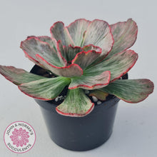 Load image into Gallery viewer, Echeveria Marijah Red &amp; White Variegata - John &amp; Norma&#39;s Succulents
