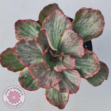 Load image into Gallery viewer, Echeveria Marijah Red &amp; White Variegata - John &amp; Norma&#39;s Succulents
