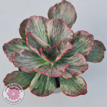 Load image into Gallery viewer, Echeveria Marijah Red &amp; White Variegata - John &amp; Norma&#39;s Succulents
