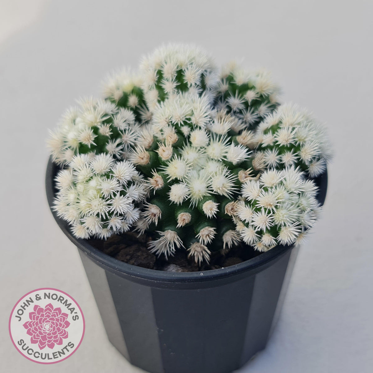 Mammillaria Vetula ssp Gracilis 'Arizona Snowcap'