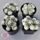 Mammillaria Vetula ssp Gracilis 'Arizona Snowcap'