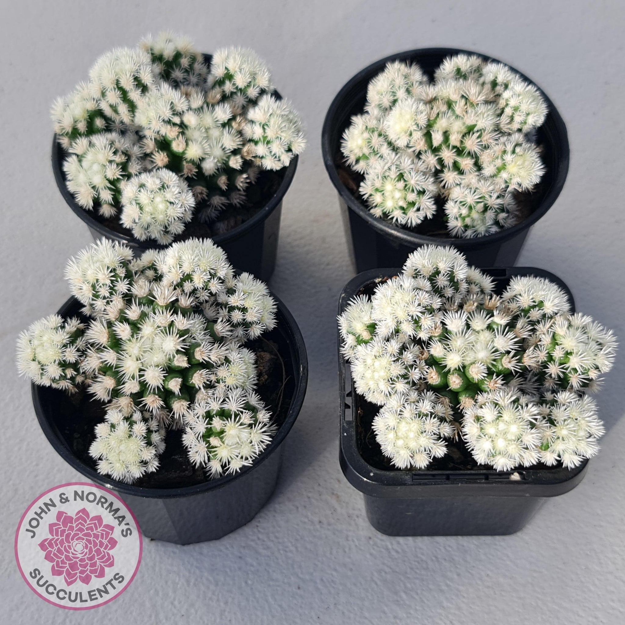 Buy Mammillaria Vetula ssp Gracilis 'Arizona Snowcap' Australia