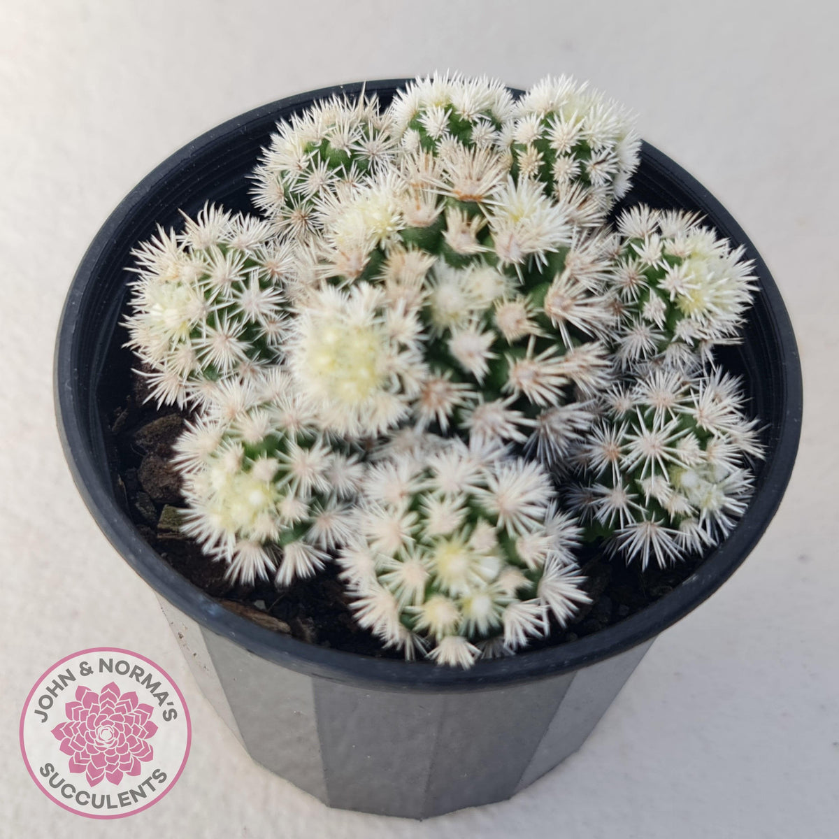 Mammillaria Vetula ssp Gracilis 'Arizona Snowcap'