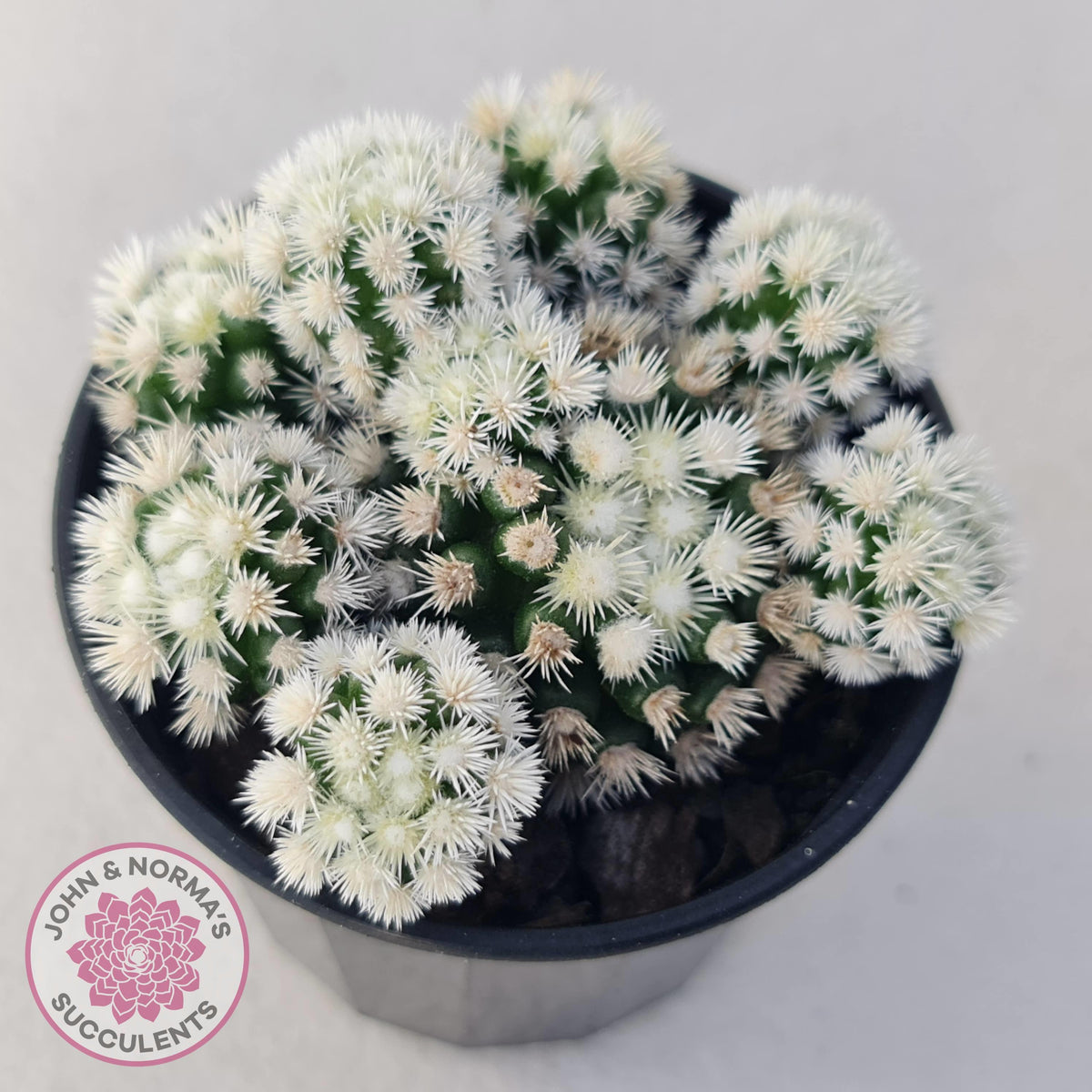 Mammillaria Vetula ssp Gracilis 'Arizona Snowcap'