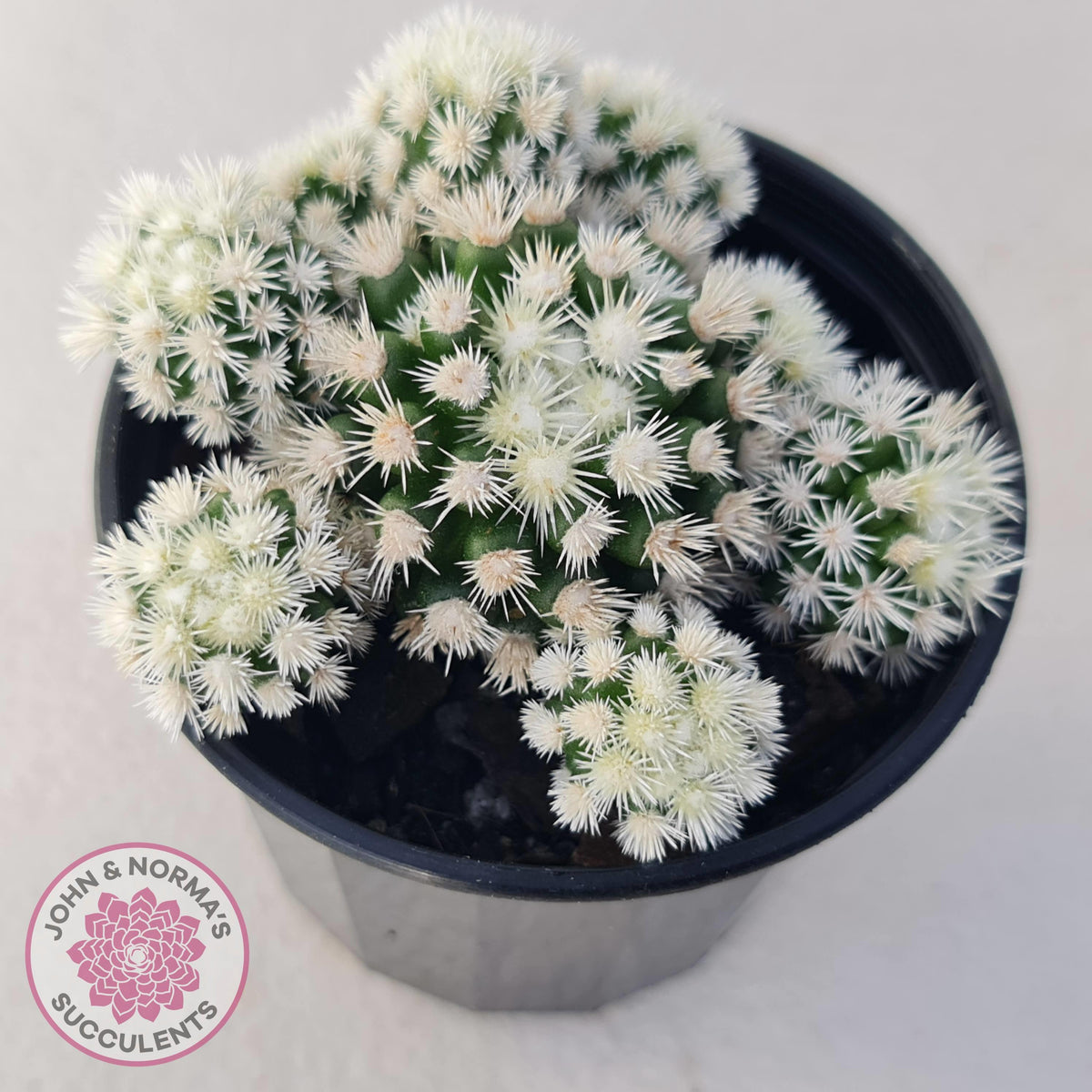 Mammillaria Vetula ssp Gracilis 'Arizona Snowcap'
