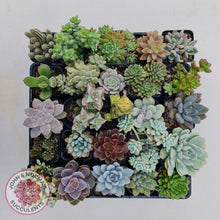 Load image into Gallery viewer, Mixed Succulent Value Packs - John &amp; Norma&#39;s Succulents
