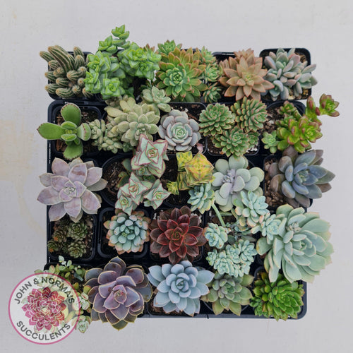 Mixed Succulent Value Packs - John & Norma's Succulents