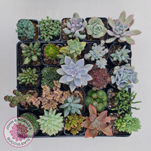 Load image into Gallery viewer, Mixed Succulent Value Packs - John &amp; Norma&#39;s Succulents
