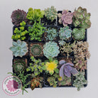 Bulk Mixed Succulent Value Packs