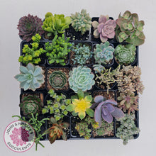 Load image into Gallery viewer, Mixed Succulent Value Packs - John &amp; Norma&#39;s Succulents
