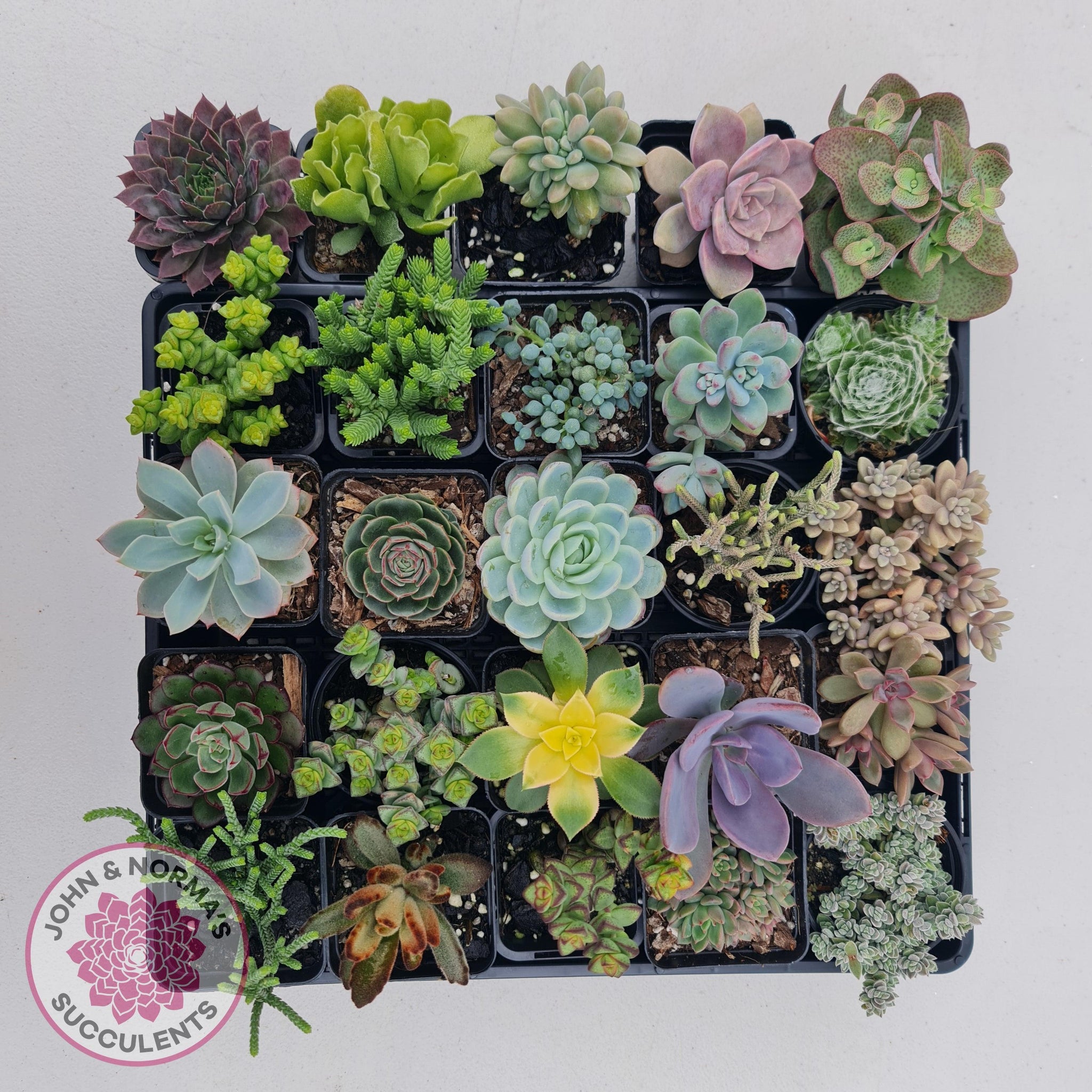 buy succulents online australia Buy Bulk Mixed Succulent Value Packs Australia