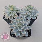 Echeveria desmetiana v subsessilis variegata
