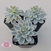 Load image into Gallery viewer, Echeveria desmetiana v subsessilis variegata (White) - John &amp; Norma&#39;s Succulents
