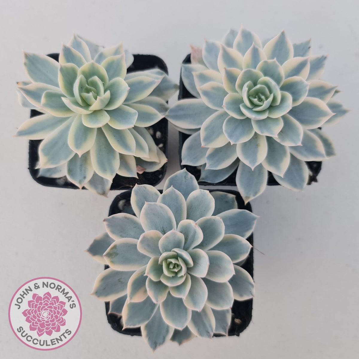 Echeveria desmetiana v subsessilis variegata