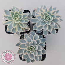 Load image into Gallery viewer, Echeveria desmetiana v subsessilis variegata (White) - John &amp; Norma&#39;s Succulents
