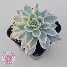 Load image into Gallery viewer, Echeveria desmetiana v subsessilis variegata (White) - John &amp; Norma&#39;s Succulents
