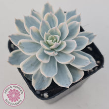 Load image into Gallery viewer, Echeveria desmetiana v subsessilis variegata (White) - John &amp; Norma&#39;s Succulents
