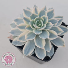 Load image into Gallery viewer, Echeveria desmetiana v subsessilis variegata (White) - John &amp; Norma&#39;s Succulents
