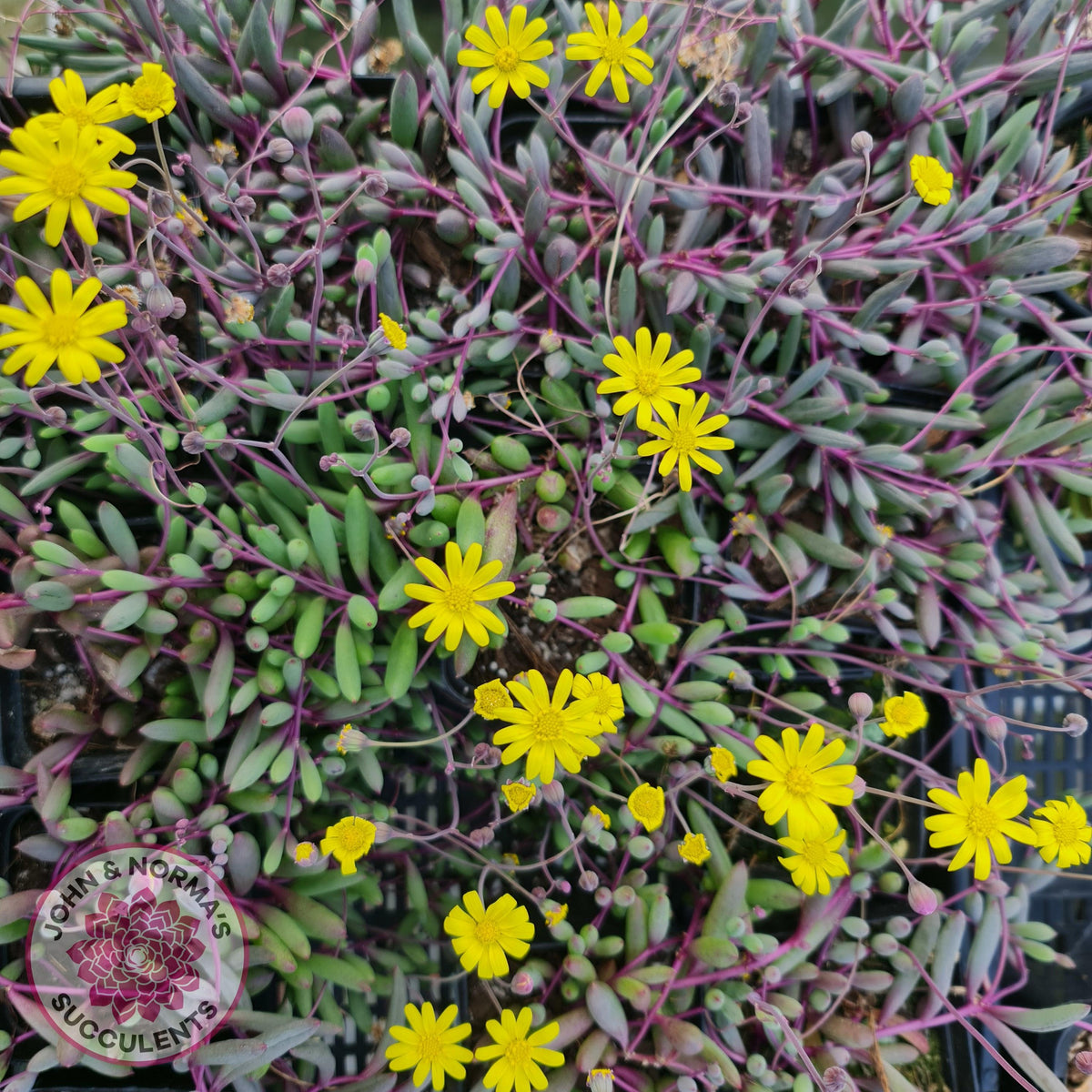 Othonna capensis 'Ruby necklace'