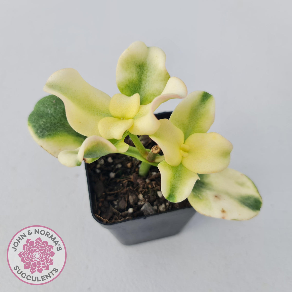 Crassula multicava Variegated