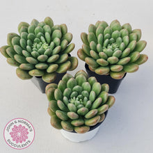 Load image into Gallery viewer, Pachyveria Paradox - Large - John &amp; Norma&#39;s Succulents
