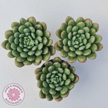 Load image into Gallery viewer, Pachyveria Paradox - Large - John &amp; Norma&#39;s Succulents
