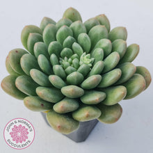 Load image into Gallery viewer, Pachyveria Paradox - Large - John &amp; Norma&#39;s Succulents
