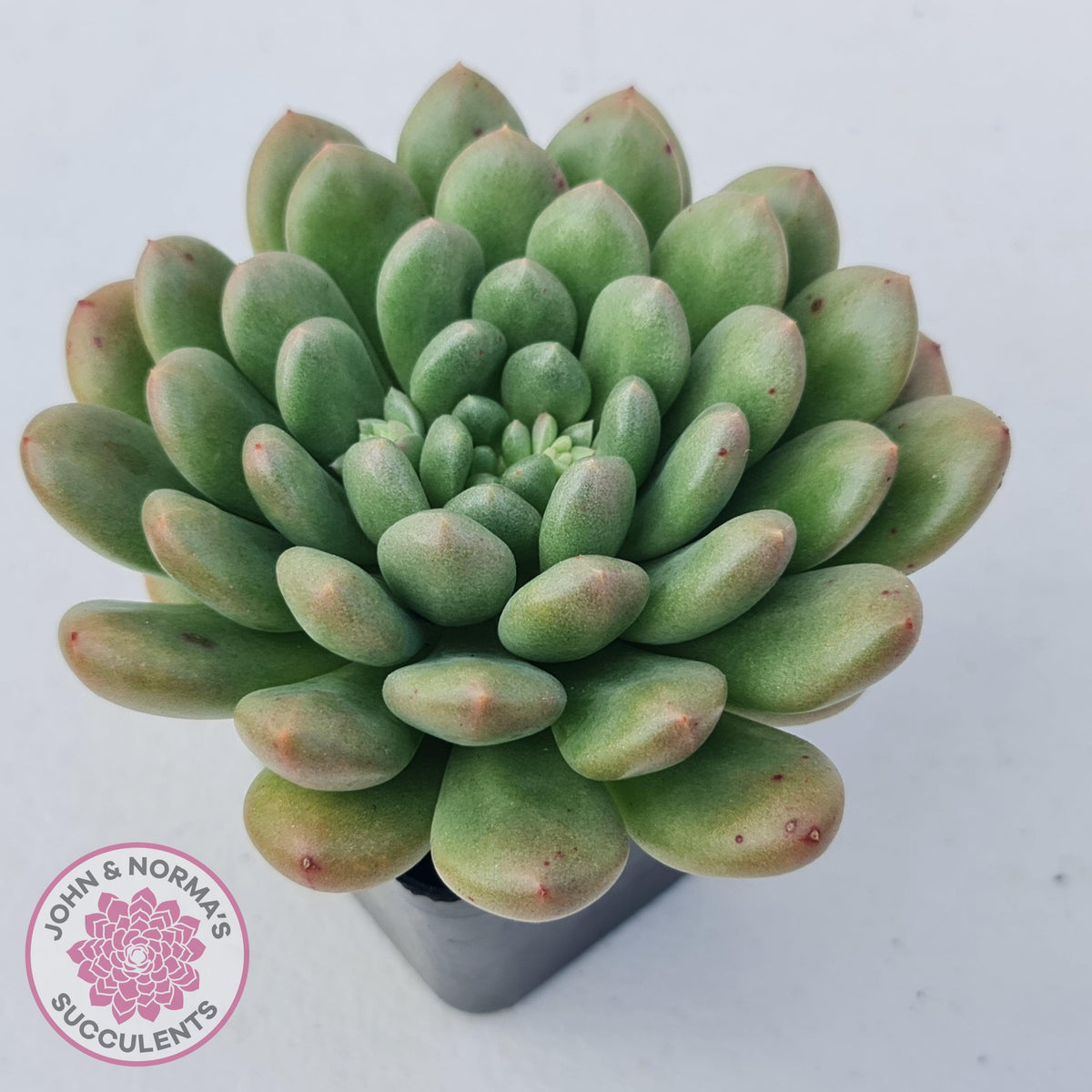 Pachyveria Paradox - Large