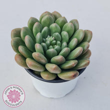 Load image into Gallery viewer, Pachyveria Paradox - Large - John &amp; Norma&#39;s Succulents
