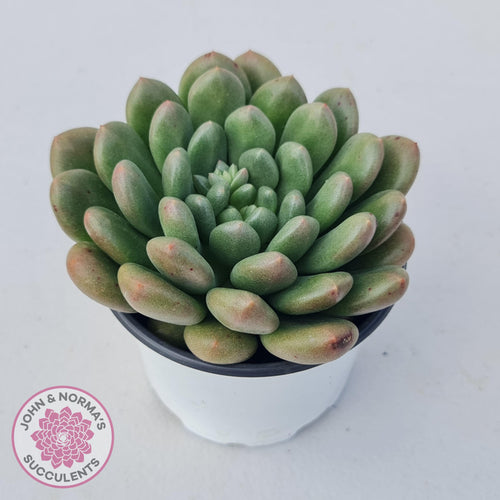 Pachyveria Paradox - Large - John & Norma's Succulents