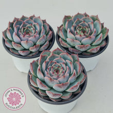 Load image into Gallery viewer, Echeveria Esterela - New Korean Import - John &amp; Norma&#39;s Succulents
