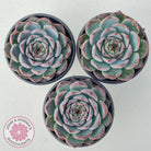 Echeveria Esterela