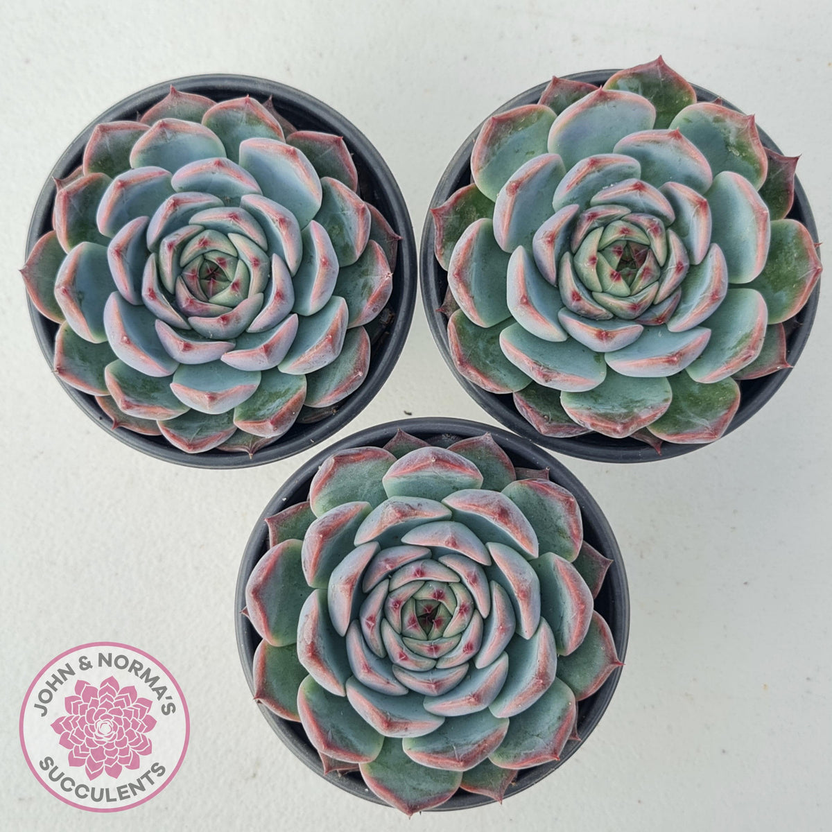 Echeveria Esterela